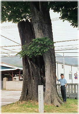 画像：岡田神社旧参道のケヤキ（北側の木）