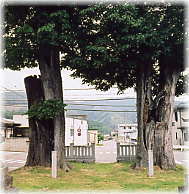 画像：岡田神社旧参道のケヤキ