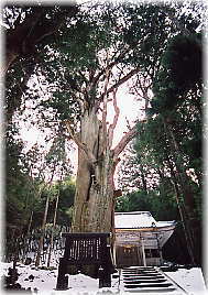 画像:小俣白山神社の大杉(全景)