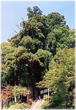 画像：大川神社の二本杉