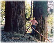 画像：大川神社の二本杉（幹と並ぶ）
