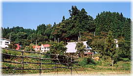 画像：大川神社の二本杉（遠景）