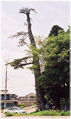 画像:大出のモミ