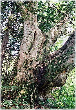 画像：大木の栃の木