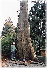 �摜�F�嗢�_�Ђ̃X�M�i���ƕ��ԁj