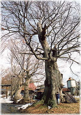 画像:小内八幡神社のケヤキ(幹と並ぶ)