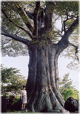 画像:王城のケヤキ(幹と並ぶ)