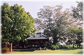画像:王城のケヤキ(全景)