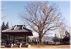 画像:王城のケヤキ(全景・冬)