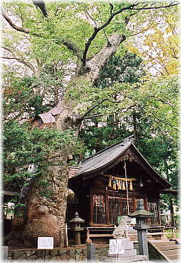 画像：先ノ宮神社のケヤキ