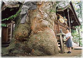 画像：先ノ宮神社のケヤキ（幹と並ぶ）