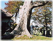 画像：桜井神社のケヤキ（幹と並ぶ）