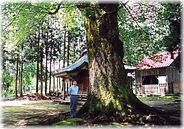 画像:山王様のケヤキ(幹と並ぶ)