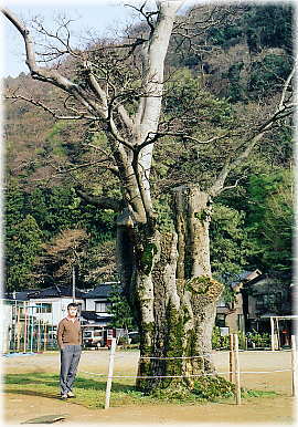 画像:関所榎(幹と並ぶ)