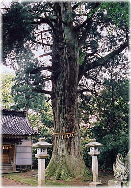 画像:綽如杉