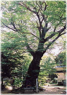 画像:椎谷観音大欅