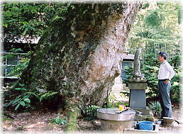 画像:椎谷観音大欅(幹と並ぶ)