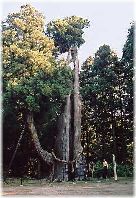 画像:真楽寺神代杉(全景)