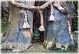 画像:真楽寺神代杉