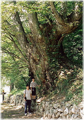 画像:正安寺のケヤキ(幹と並ぶ)