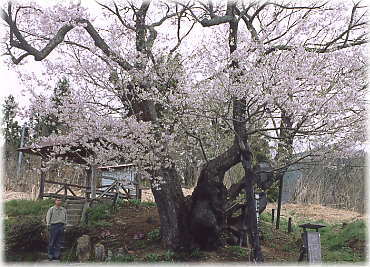 画像:塩生のエドヒガン(幹と並ぶ)