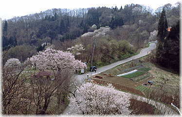 画像:塩生のエドヒガン(遠景)