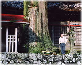 画像：諏訪神社の大杉（幹と並ぶ）