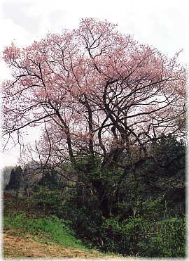 画像:所山田の大桜