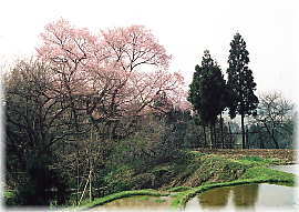 画像:所山田の大桜(全景)