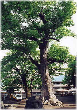 画像:科野大宮社のケヤキ(7.6m)