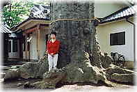 画像:科野大宮社のケヤキ(6.6m)(幹と並ぶ)