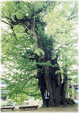 画像:真光寺の大銀杏(幹と並ぶ)