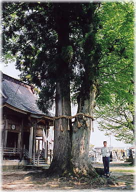 �摜�F�s���@�����̌�_�؁i���ƕ��ԁj