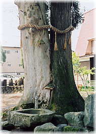 �摜�F�s���@�����̌�_�؁i�ڍ����j