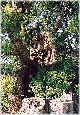 �摜�F�����̃N�X�m�L