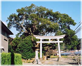 �摜�F�����̃N�X�m�L�i���i�j