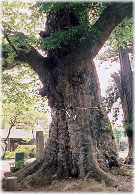 画像:村主の大欅