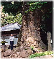 画像:村主の大欅(幹と並ぶ)