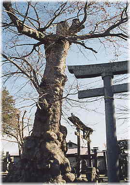 画像:住吉神社のケヤキ