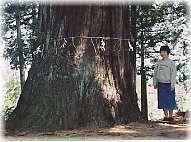 画像:周防杉(幹と並ぶ)