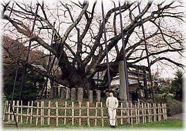 画像：素桜神社の神代桜（幹と並ぶ）