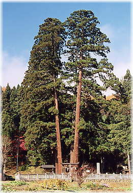 画像：高岡神社の大杉（全景）
