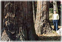 画像：高岡神社の大杉（幹と並ぶ）