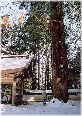 画像:貞祥寺のスギ(幹と並ぶ)