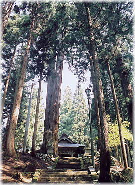 画像:天満宮の千年杉