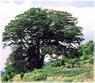 画像:天龍界のケヤキ(全景)
