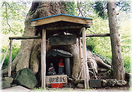 画像:天龍界のケヤキ(根元の祠)