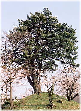 画像:寺島の松(全景)