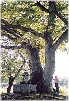 画像:熊野神社のケヤキ(幹と並ぶ)