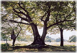 画像:熊野神社のケヤキ